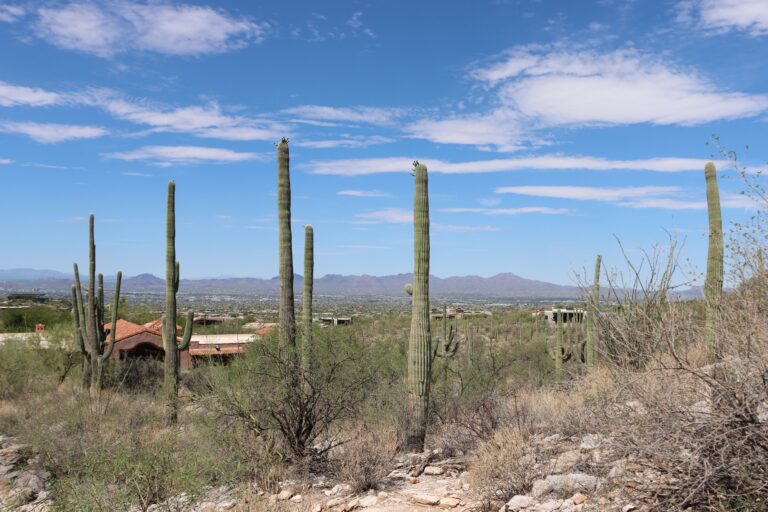 Contact Saguaro cacti with mountains in Tucson, Arizona.